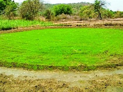 Waiting for satisfactory rain in the corridor | धानाच्या कोठारात समाधानकारक पावसाची प्रतीक्षा