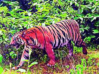 Attacker CT-1 stay of tiger in Vadsa forest | हल्लेखोर सीटी- 1 वाघाचा मुक्काम वडसा जंगलात