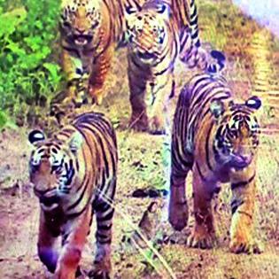Umrend-K-Tourism at Cuttack | उमरेड-कऱ्हाडल्यात पर्यटन दरात कपात Umrend-K-Tourism at Cuttack | उमरेड-कऱ्हाडल्यात पर्यटन दरात कपात