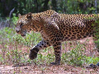  Two cows killed in a leopard attack in Gulwanch | गुळवंच येथे बिबट्याच्या हल्ल्यात दोन गायी ठार