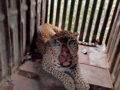 The leopard lost its cone by hitting the cage | पिंजऱ्यावर धडका देत बिबट्याने गमावले सुळके