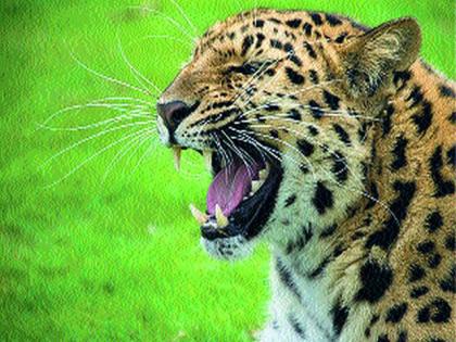 Two goats fiddled with a leopard | बिबट्याकडून दोन शेळ्या फस्त