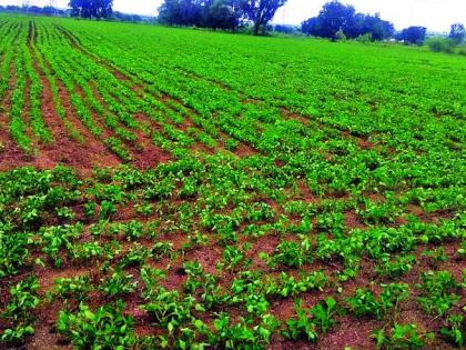 Buldana district is top in sowing kharif in the state | खरीप पेरणीत राज्यात बुलडाणा जिल्हा अग्रस्थानी