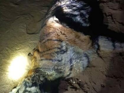 Due to old age, 'that' tigress died in Chandrapur district | चंद्रपूर जिल्ह्यातील ‘ त्या’ वाघिणीचा मृत्यू वृध्दावस्थेमुळे