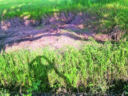 Extract of vertical rice paddy | उभ्या धानपिकाची होतोय तणस