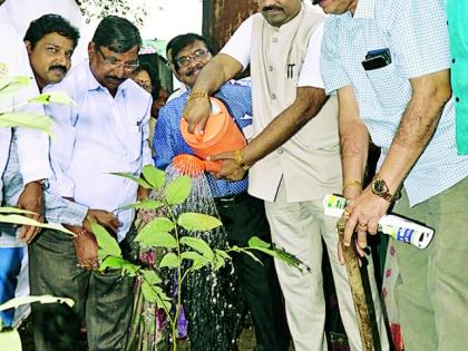 The tree was taken by trees | वृक्षलागवडीची जगाने घेतली नोंद