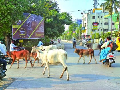 Animals wandering on the roads of Akola city | कोंडवाडे रिकामे; मोकाट जनावरे रस्त्यावर