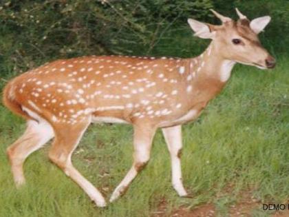  The fossil death of an unknown vehicle near Wavi | वावीजवळ अज्ञात वाहनाच्या धडकेत हरणाचा मृत्यू