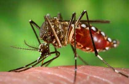 Rajapur finds dengue patient | राजापूरला आढळला डेंग्यूचा रुग्ण