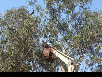 At a height of 60 feet, the bird was rescued by the bird friends | साठ फूट उंचीवर मांजात अडकलेल्य़ा घारीची पक्षीमित्रांनी केली सुटका