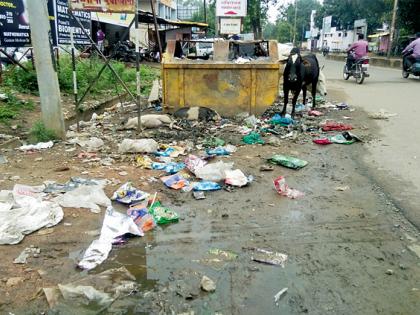 The pigs hidosena Gadchiroli is stricken | डुकरांच्या हैदोसाने गडचिरोलीकर त्रस्त The pigs hidosena Gadchiroli is stricken | डुकरांच्या हैदोसाने गडचिरोलीकर त्रस्त