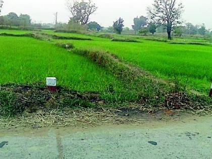 Paddy crop failure | पाण्याअभावी धानपीक धोक्यात