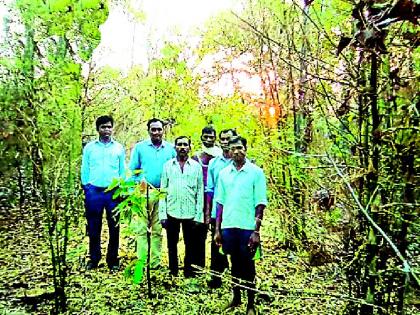 Lessons of forest department to help trees and trees | वृक्षपे्रमींच्या मदतीकडे वन विभागाची पाठ