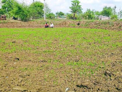 Due to lack of rains, only half of the paddy crop was grown | पावसाअभावी धान पिकाचे पऱ्हे अर्धेच उगवले