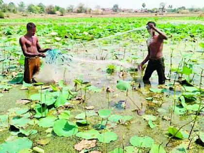 Fishery Revenue Falls | मत्स्यपालनातील महसूल बुडाला