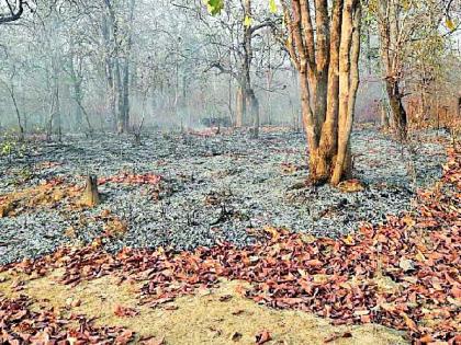 Blaze the forest in Barsevada | बारसेवाडा जंगलात भडकला वणवा