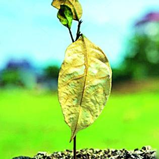 10 percent of trees grow | १० टक्के वृक्ष करपले