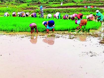 Citizens' back to carnage vaccination due to paddy cultivation | धान राेवण्यांमुळे काेराेनाच्या लसीकरणाकडे नागरिकांची पाठ Citizens' back to carnage vaccination due to paddy cultivation | धान राेवण्यांमुळे काेराेनाच्या लसीकरणाकडे नागरिकांची पाठ