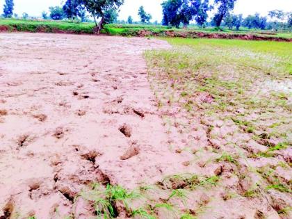 Drought-like conditions prevail | कोरडा दुष्काळ सदृश्य स्थितीचे सावट Drought-like conditions prevail | कोरडा दुष्काळ सदृश्य स्थितीचे सावट