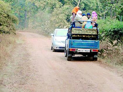 The trend of tourists increased in the jungle safari | जंगल सफारीकडे पर्यटकांचा कल वाढला