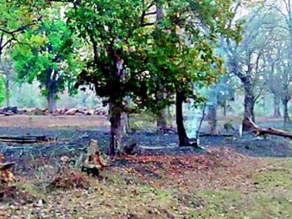 The water in the forest fell dry | जंगलातील पाणवठे पडले कोरडे The water in the forest fell dry | जंगलातील पाणवठे पडले कोरडे