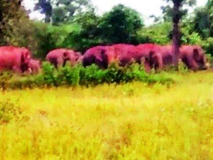 Do not obstruct the path of the herd of elephants | हत्तींच्या कळपाच्या मार्गात अडथळा निर्माण करू नका