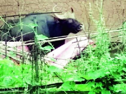 Bison runs amok in village | भरवस्तीत रानगव्याचा धुमाकुळ