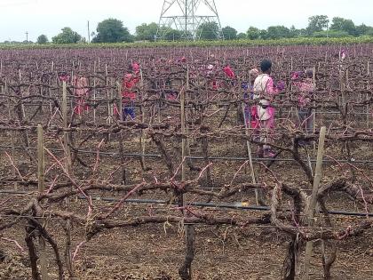  The vineyard 'left' in the bowl | द्राक्षबागा ‘डावण्या’च्या कचाट्यात