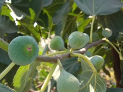 The yield of millions of figs taken out of the two acres of land | दोन एकर शेतात काढले अंजिराचे लाखोंचे उत्पन्न