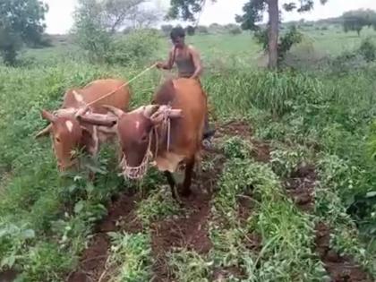 Rotated plow on soyabeans | सोयाबीनवर फिरविला नांगर