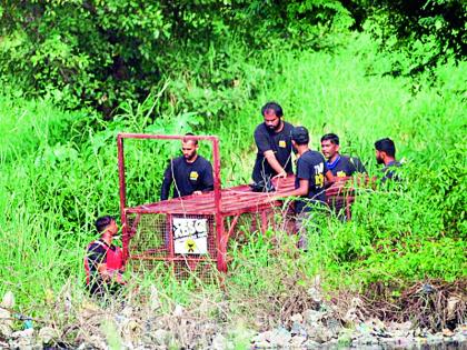 A chicken for a crocodile and a live goat for a leopard! | पिंजºयात मगरीसाठी चिकन तर बिबट्याला जिवंत शेळी !