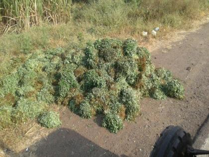 Due to the collapse, the fenugreek is thrown in the road | भाव कोसळल्याने मेथीच्या जुड्या रस्त्यावर फेकल्या