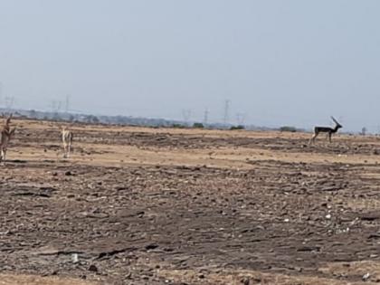 Wandering for wildlife in Rendala area | रेंडाळा परिसरात वन्यप्राण्यांची अन्नपाण्यासाठी भटकंती