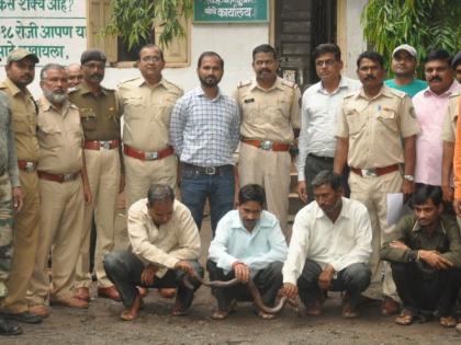 The four arrested in Nandurbar: Illegal trafficking of Mandul | मांडूळची अवैैध तस्करी करणा:या चौघांना नंदुरबारात अटक