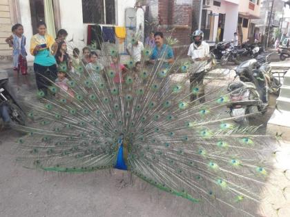 Consciousness due to the increase of peacocks in Akkalkuva | अक्कलकुव्यात मोरांचा वावर वाढल्याने चैतन्य Consciousness due to the increase of peacocks in Akkalkuva | अक्कलकुव्यात मोरांचा वावर वाढल्याने चैतन्य