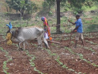 Increase in Organic Carbon in Agriculture in Nandurbar District | नंदुरबार जिल्ह्यातील शेतीत ‘ऑर्गेनिक कार्बन’च्या प्रमाणात वाढ