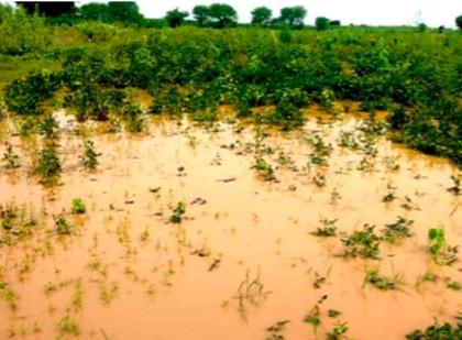 Loss of kharif crops on 15,000 hectares of 35,000 farmers between June and September | जून ते सप्टेंबर दरम्यान ३५ हजार शेतकर्यांच्या १५ हजार हेक्टरवरील खरीप पिकांचे नुकसान Loss of kharif crops on 15,000 hectares of 35,000 farmers between June and September | जून ते सप्टेंबर दरम्यान ३५ हजार शेतकर्यांच्या १५ हजार हेक्टरवरील खरीप पिकांचे नुकसान