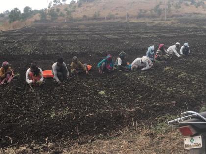   Reduction in cultivation of seedlings | रोपा अभावी्रकांदा लागवडीत घट