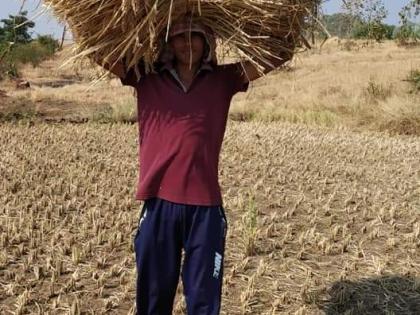 Start of rice harvest in Peth taluka | पेठ तालुक्यात भात कापणीला प्रारंभ