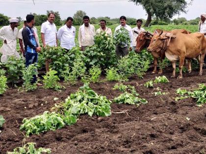 Parbhani: Anchor at ten acres of cottage with the intricacies of bundlery | परभणी : बोंडअळीच्या धास्तीने दहा एकर कापसावर नांगर