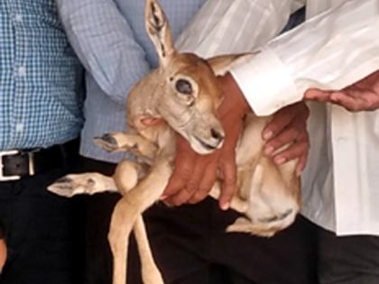 Injured dogs in Parbhani district attacked injured people | परभणी जिलञह्यात कुत्र्यांच्या हल्ल्यात हरणाचे पाडस जखमी