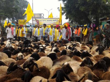 A rally on the Sinnar Tehsil office along with Dhangar community sheep | धनगर समाजाचा मेंढरांसह सिन्नर तहसील कार्यालयावर मोर्चा