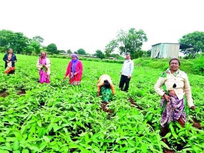 Soybeans flourished in Chandgiri area | चांदगिरी भागात सोयाबीन बहरले