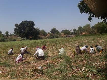  Summer onion started | उन्हाळी कांद्याची काढणी सुरु