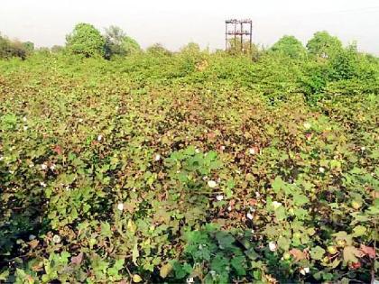 Loss of dryland cotton growers | कोरडवाहू कापूस उत्पादकांचा तोटा