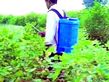 Pesticides released for control of bollworm | बोंडअळी नियंत्रणासाठी जाहीर केले कीटकनाशक