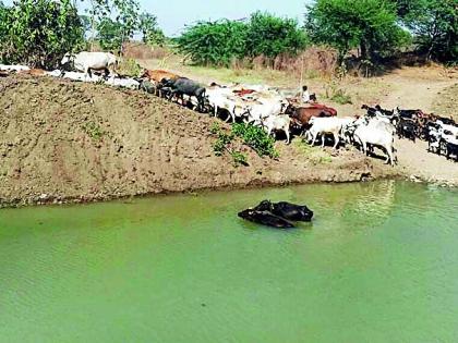 To sell fodder for sale, Gonda was removed | चाऱ्याअभावी गोधन काढले विकायला