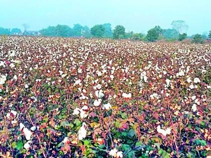 White gold in the field due to laborers | मजुरांअभावी पांढरे सोन शेतातच