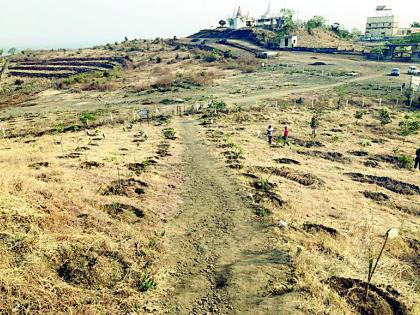 Tree breeding in less water due to suitable lumps | योग्य आळ्यांमुळे कमी पाण्यात वृक्ष संवर्धन