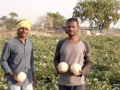 Engineer siblings work hard to pay off their father's debt in Wardha | वर्ध्यात वडिलांचे कर्ज फेडण्यासाठी अभियंता भावंडानी कसली शेती